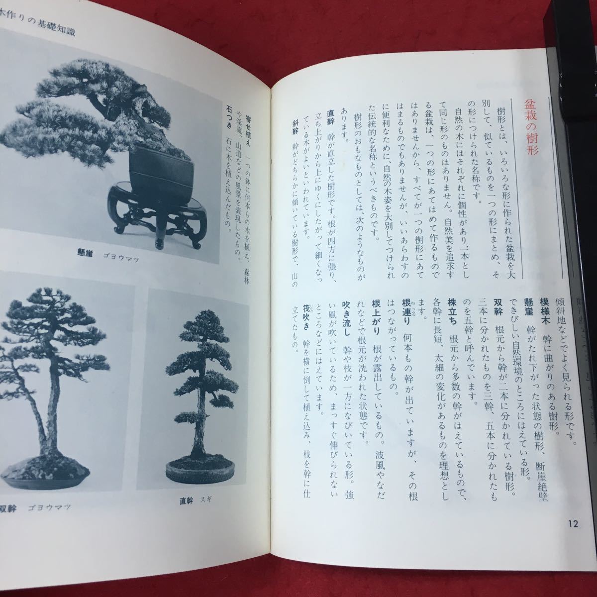 c-049 *4 illustration bonsai. tree making gardening introduction Showa era 53 year 4 month 5 day no. 1. issue ... . company gardening bonsai materials gardening hobby guidance red matsusgi beech 