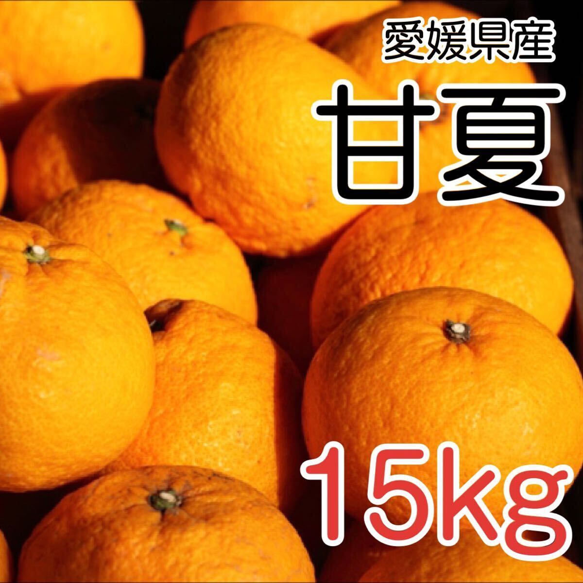 1甘夏 15kg 1899円 愛媛県産 訳あり家庭用 柑橘の画像1