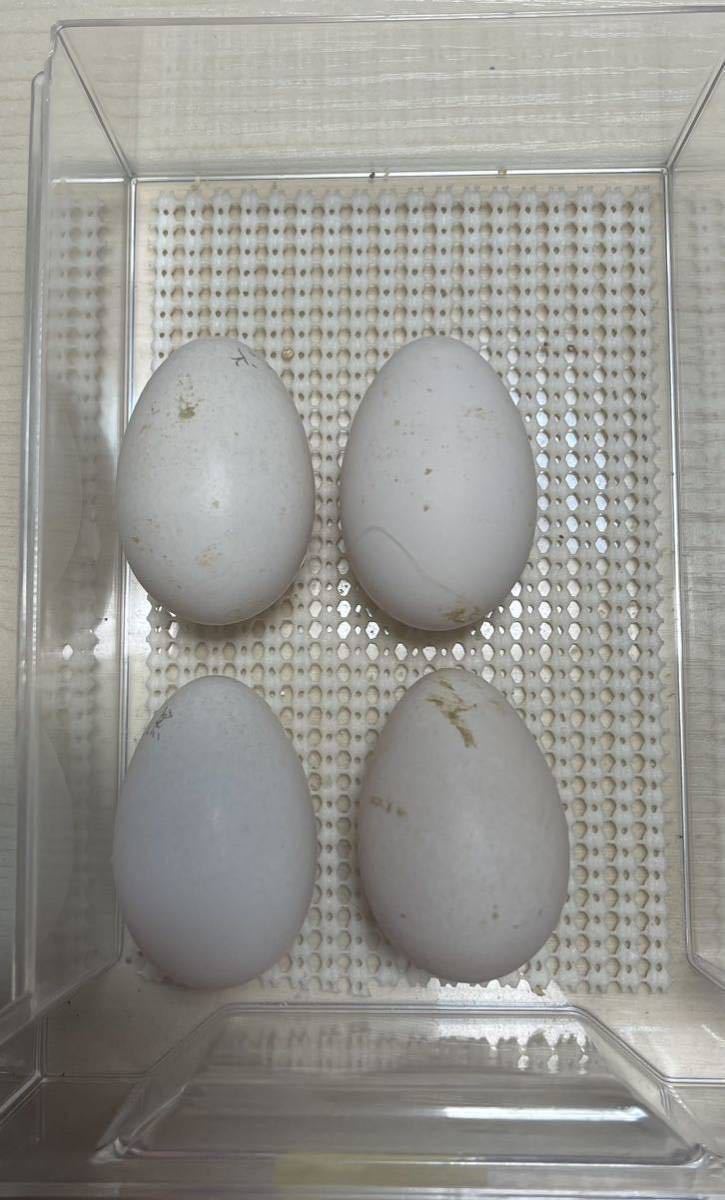ポーリッシュ　バンタム　有精卵４個　食用　有精卵　受精卵　種卵　卵_画像6