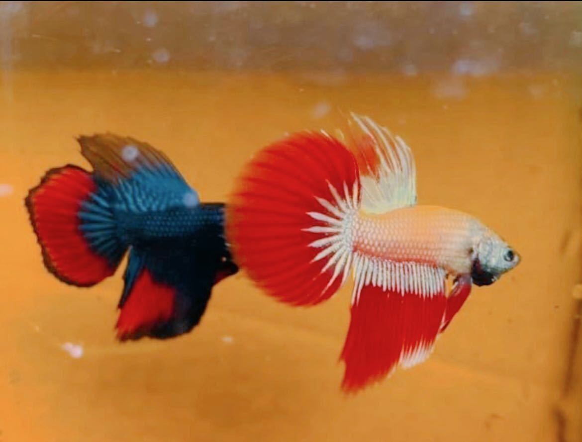 [ free shipping ] rare article in be squirrel Cello long tail ( wild betta ) ( male 1 pcs + female 1 pcs ). put on guarantee equipped 