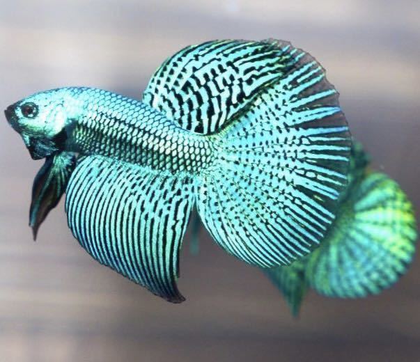 [matsuyosi world ][ male 1 pcs ] rare article Vietnam finest quality wild betta * cobalt green symphony long tail ( Alien )