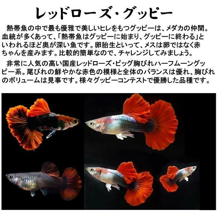 【マツヨシワールド】レッドローズグッピー ※ペア販売 ■サイズ：アダルト (2ペア)[生体] 観賞魚（死着保証あり）_画像1