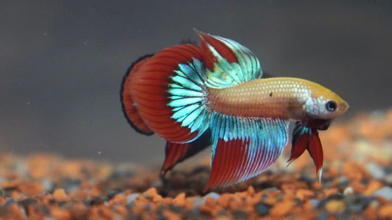 [ free shipping ] rare article in be squirrel Cello long tail ( wild betta ) ( male 1 pcs + female 1 pcs ). put on guarantee equipped 