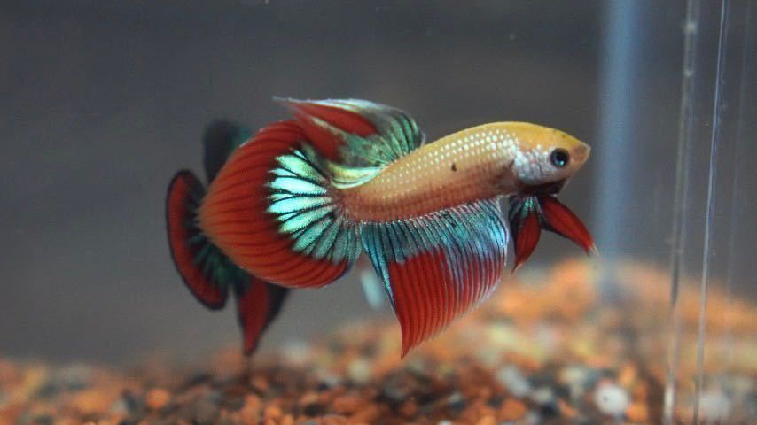 [ free shipping ] rare article in be squirrel Cello long tail ( wild betta ) ( male 1 pcs + female 1 pcs ). put on guarantee equipped 