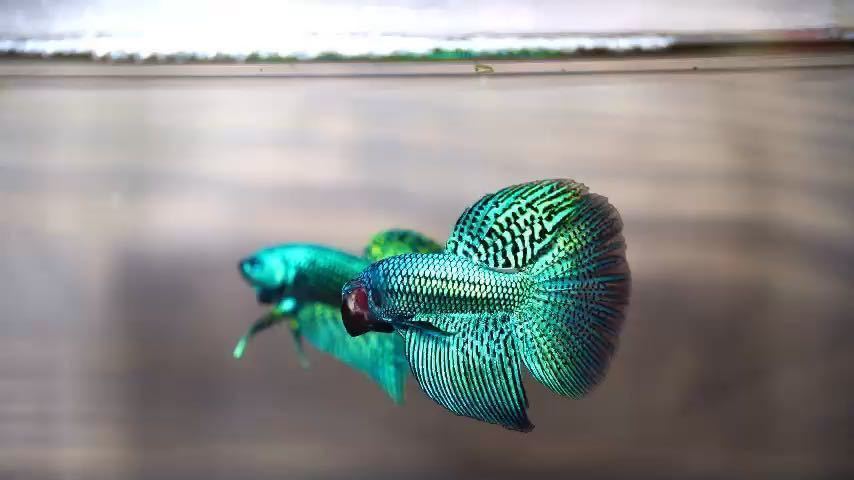 [matsuyosi world ][ male 1 pcs ] rare article Vietnam finest quality wild betta * cobalt green symphony long tail ( Alien )