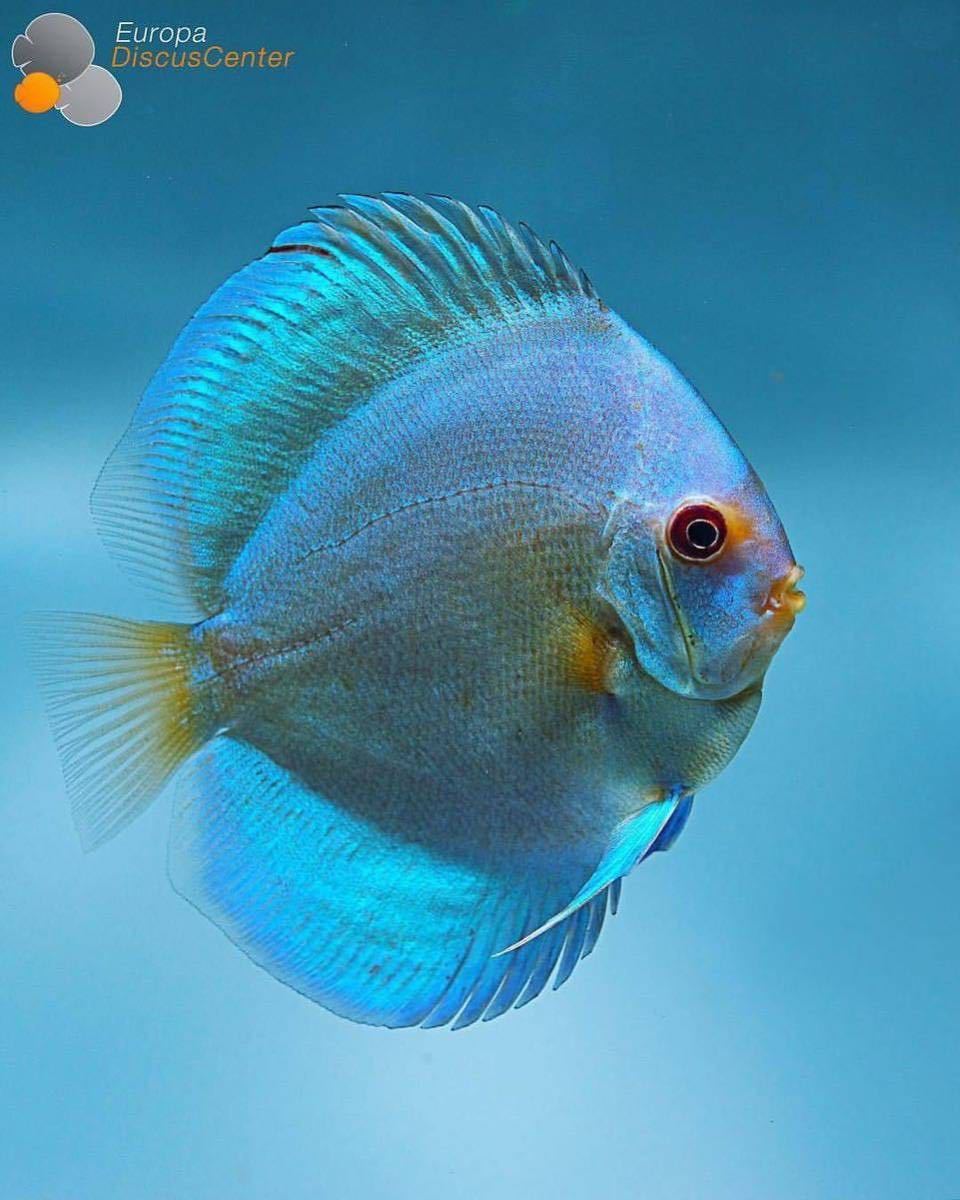 [matsuyosi world ] Vietnam finest quality super blue diamond discus approximately 12cm(1 pcs )