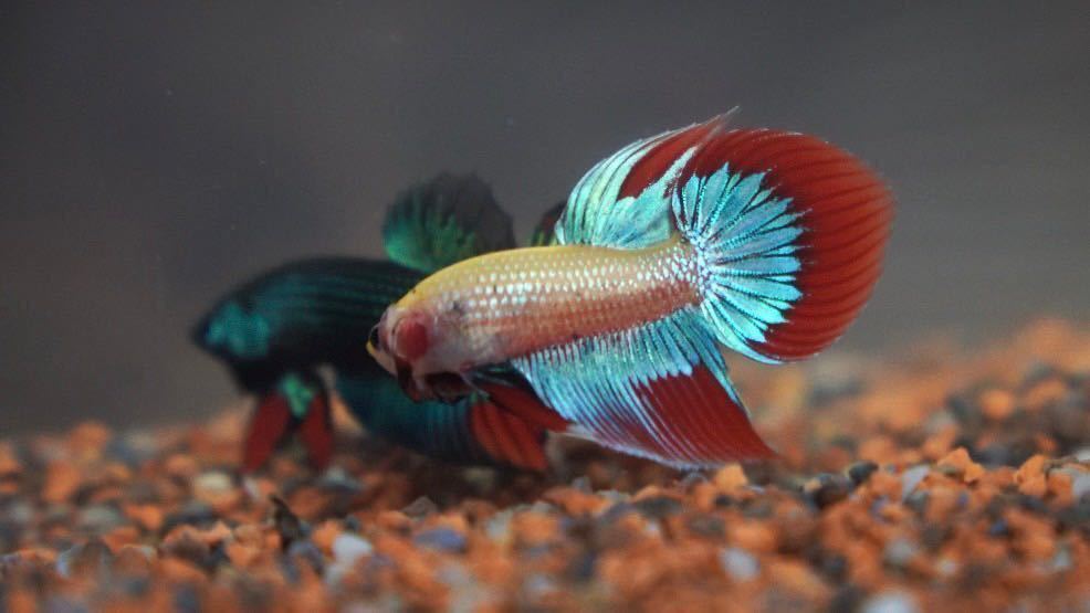 [ free shipping ] rare article in be squirrel Cello long tail ( wild betta ) ( male 1 pcs + female 1 pcs ). put on guarantee equipped 