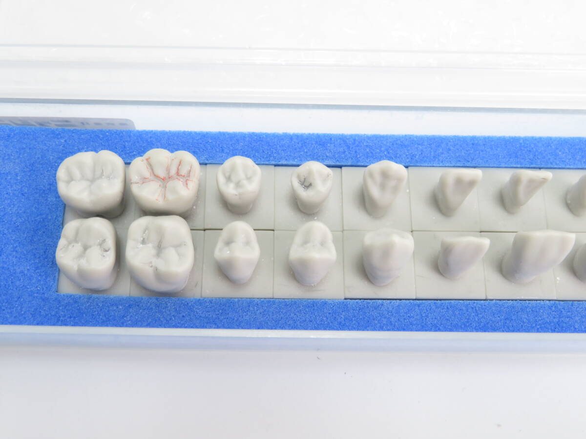 [F920] ニッシン 歯科技工 1.2倍大カービング見本模型歯 [C13-MT.31] 歯牙 解剖 実習_画像4