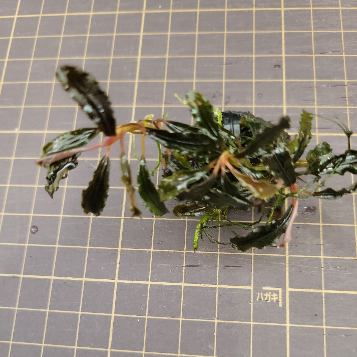 【D】【yuryoreina】◎送料込◎ブセファランドラsp.ゴジラ(Bucephalandra.sp Godzilla.)_画像5