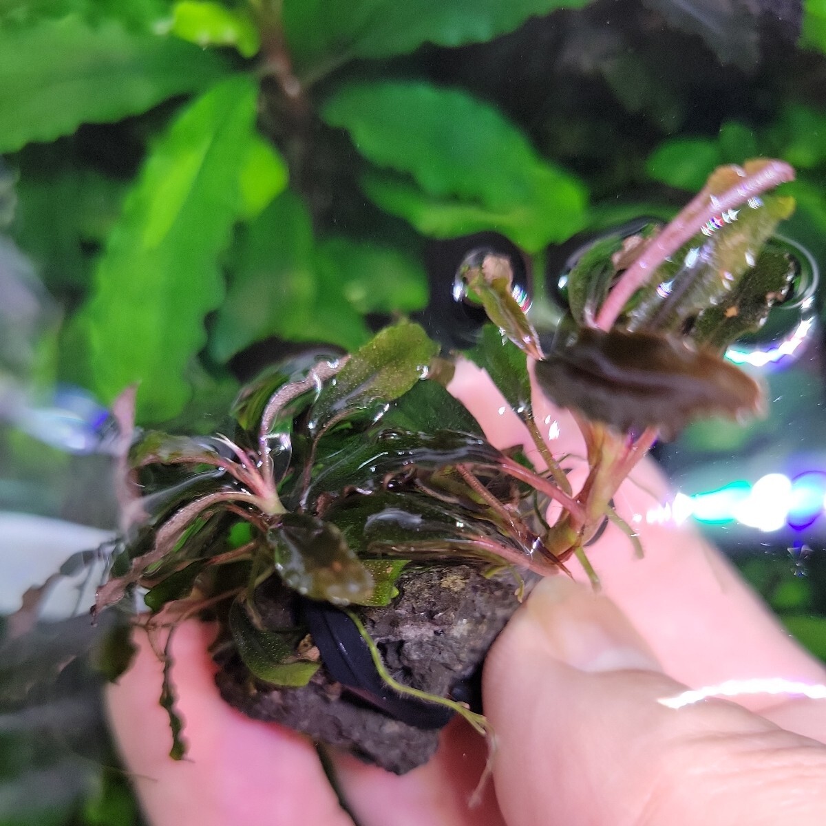 【D】【yuryoreina】◎送料込◎ブセファランドラsp.ゴジラ(Bucephalandra.sp Godzilla.)_画像9