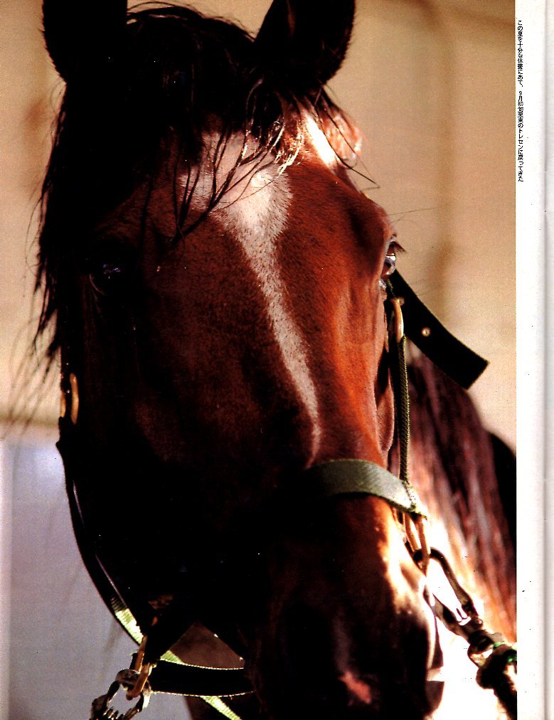 雑誌Sports Graphic Number 302(1992.11/5号)◆秋競馬 G１プレビュー/ミホノブルボン/トウカイテイオー/武豊/田中勝春/ジャパンカップ◆_画像6