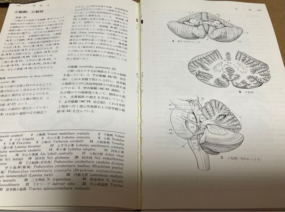 分冊 解剖学アトラス Ⅲ 神経系と感覚器 Kahle 他 著 越智淳三 分冊 解剖学アトラス Ⅲ 神経系と感覚器 Kahle 他 著 越智淳三