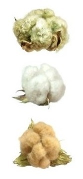 綿の種 綿花 コットン 緑+白+茶 3品種 各10 計30粒セット_収穫時