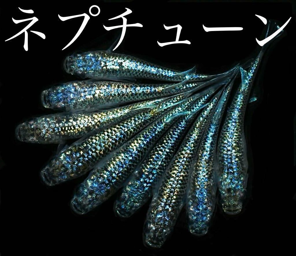 【80】ネプチューン　稚魚　8匹　　(ハチマル)_画像1