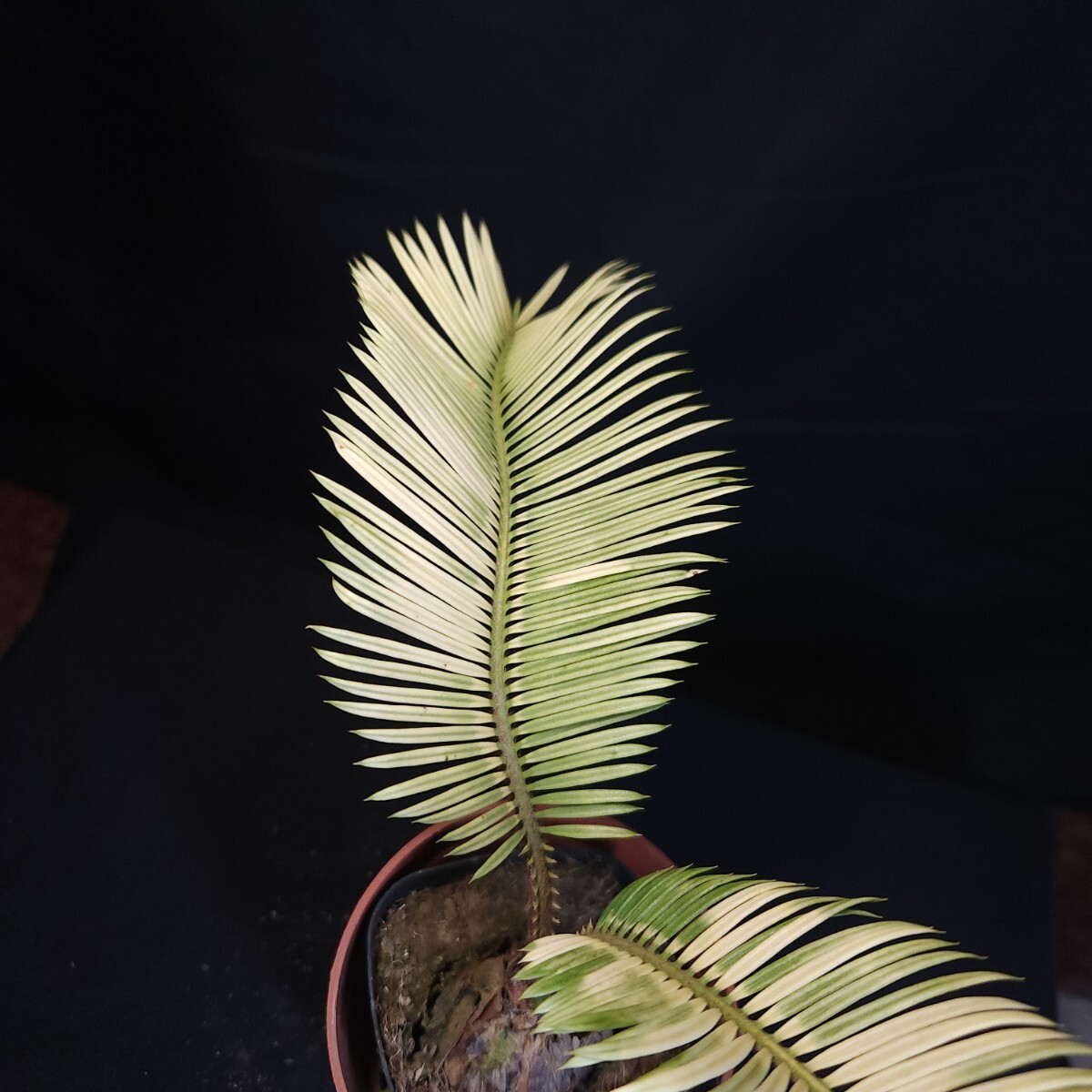 1-. entering cycad / yellow ..... rhinoceros rental yellow gold cycad change unusual ultimate rare 