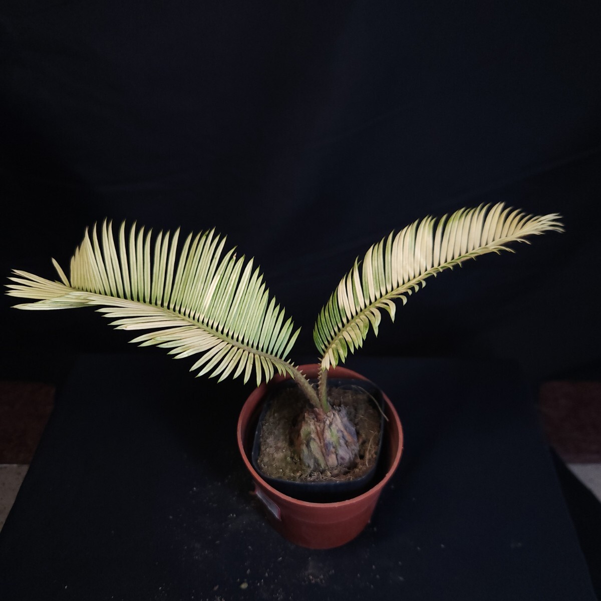 1-. entering cycad / yellow ..... rhinoceros rental yellow gold cycad change unusual ultimate rare 