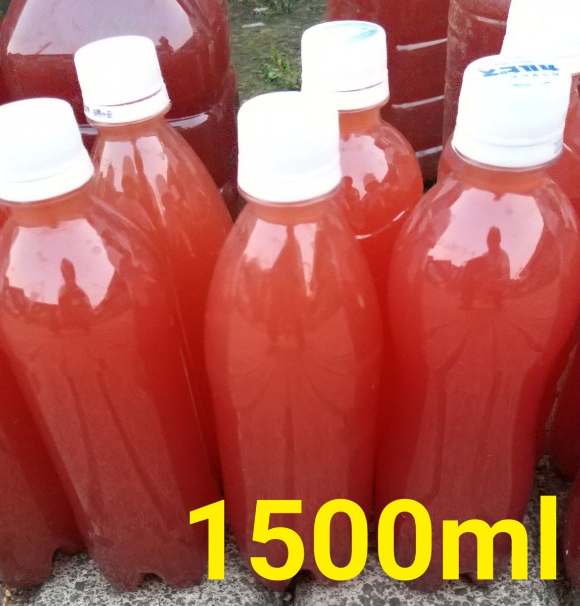 PSB　(光合成細菌)1500ml  バクテリア めだか らんちゅう金魚 熱帯魚　ミジンコ　ゾウリムシ　グリーンウォーター　メダカ