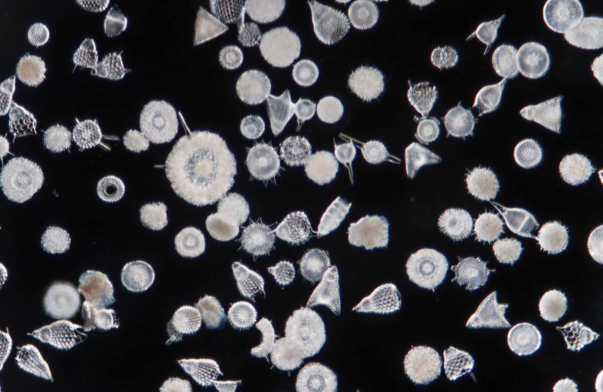貴重 バルバドス (Barbados) 島産 放散虫 (Radiolaria) 大型カバーグラス プレパラート顕微鏡標本 微化石 微生物 プランクトン 大006の画像4