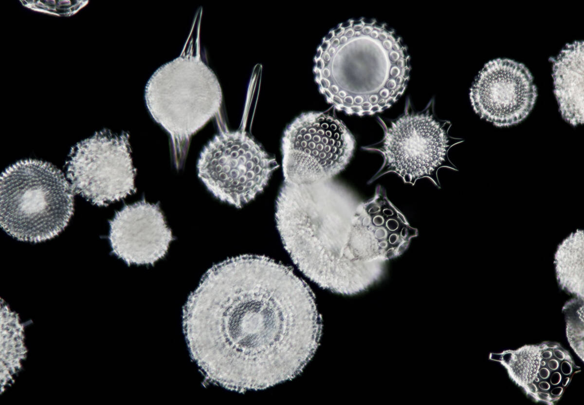貴重 バルバドス (Barbados) 島産 放散虫 (Radiolaria) 大型カバーグラス プレパラート顕微鏡標本 微化石 微生物 プランクトン 大006の画像5