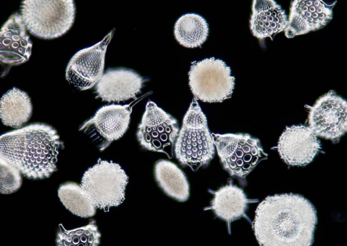 貴重 バルバドス (Barbados) 島産 放散虫 (Radiolaria) 大型カバーグラス プレパラート顕微鏡標本 微化石 微生物 プランクトン 大006の画像2