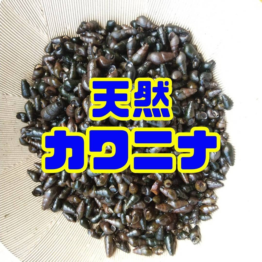 【天然カワニナ／100匹＋α】 水質浄化 コケ 苔取り 掃除役 混泳 メダカ 水槽 ミナミヌマエビ タニシ しじみ スネール 生体 ホタルの餌_画像1