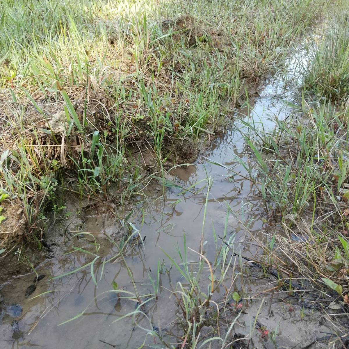 【天然カワニナ／100匹＋α】 水質浄化 コケ 苔取り 掃除役 混泳 メダカ 水槽 ミナミヌマエビ タニシ しじみ スネール 生体 ホタルの餌_画像9