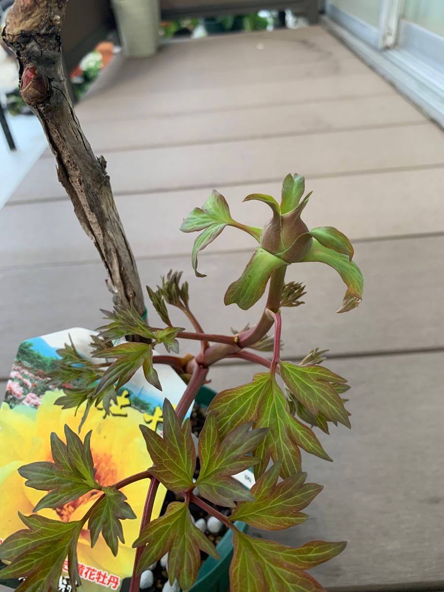 【SEAL限定商品】 牡丹苗 黄冠(おうかん) 鉢こと発送|Yahoo!フリマ 15cm 3年生 花
