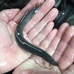 ◇活どじょう大１kg(約16cm・平均40匹)食用◎・活き餌・釣り餌・生餌・熱帯魚・古代魚のエサにドジョウ☆えさ アロワナ ポリプ エンドリ_大サイズ・約16㎝・40匹程度