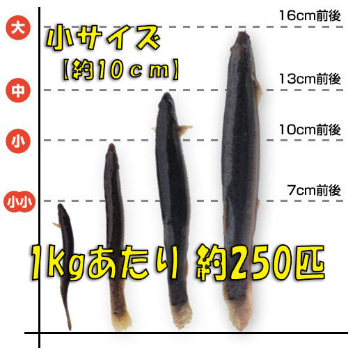 *. loach small 1kg( approximately 10cm* average 250 pcs ) meal for **.. bait * fishing bait * raw bait * tropical fish * old fee fish feed .dojou*.. osteoglossids poly- p end li