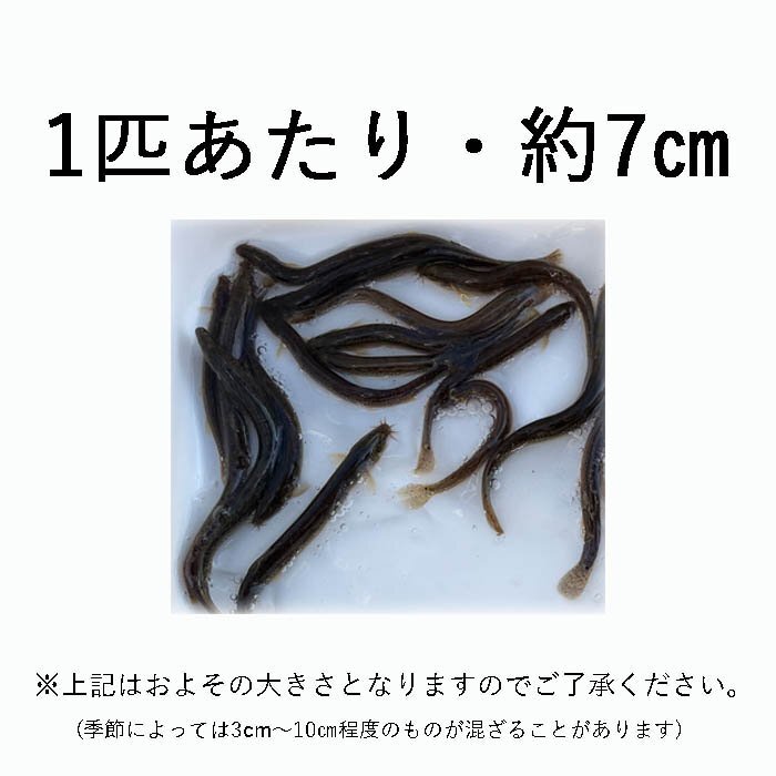  loach 100g approximately 50 pcs . bait live bait meal for China production 