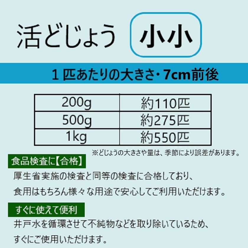 ◇【活どじょう】小小500g(約７cm・平均275匹)泥鰌・食用・活き餌・釣り餌・生餌・熱帯魚・古代魚のエサにはドジョウ☆えさ・川魚・淡水魚の画像4