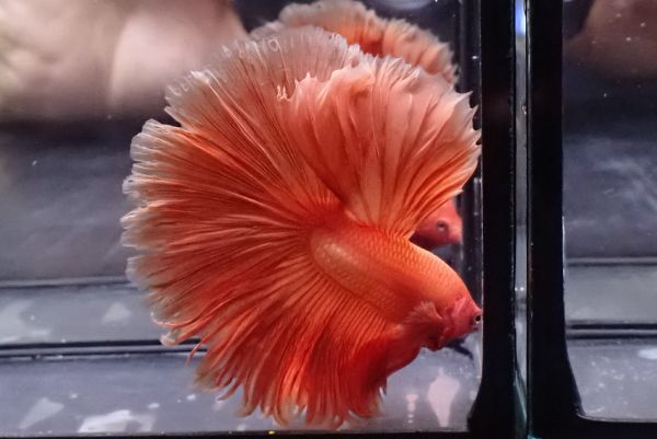 71<water-flap> betta male half moon fancy orange 