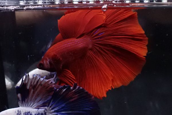 68<water-flap> betta male half moon super red 