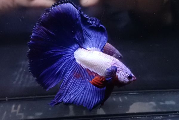 61<water-flap> betta male half moon blue rim 