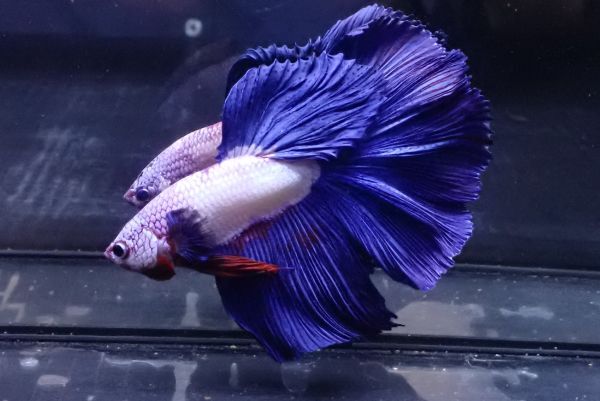 61<water-flap> betta male half moon blue rim 