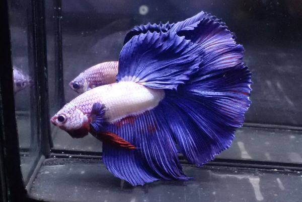 61<water-flap> betta male half moon blue rim 