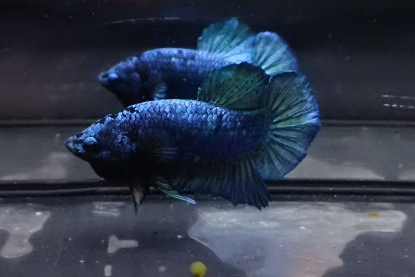 36<water-flap> betta male pra gut Galaxy fancy 