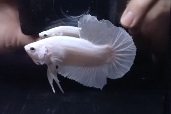 22<water-flap> betta male pra gut platinum white 