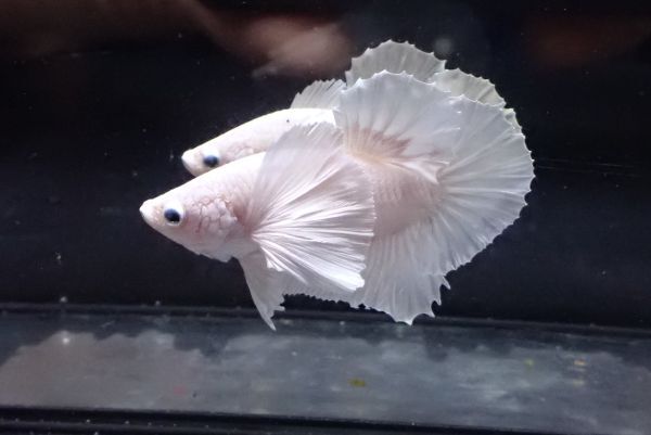 21<water-flap> betta male pra gut Dumbo platinum white 