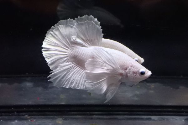 21<water-flap> betta male pra gut Dumbo platinum white 