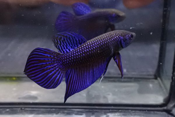 114<water-flap> betta ma is chive Roo male 