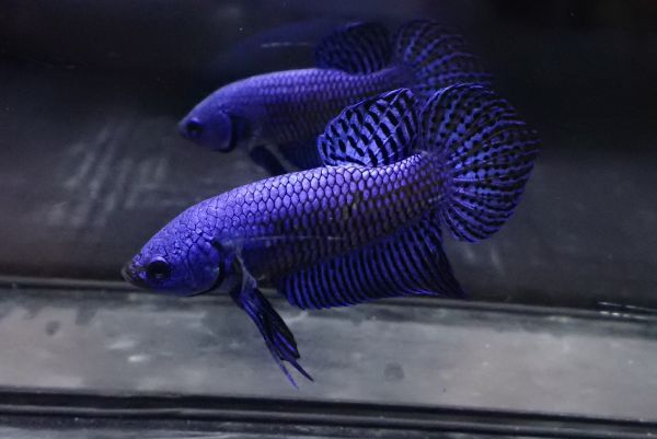 112<water-flap> betta Alien blue male 