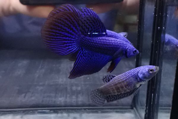 115<water-flap> betta Alien b magnifier a big fins 