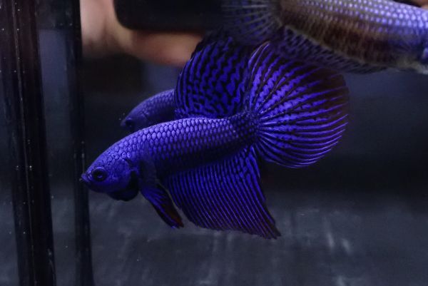 115<water-flap> betta Alien b magnifier a big fins 