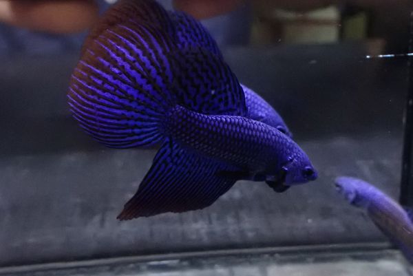 115<water-flap> betta Alien b magnifier a big fins 