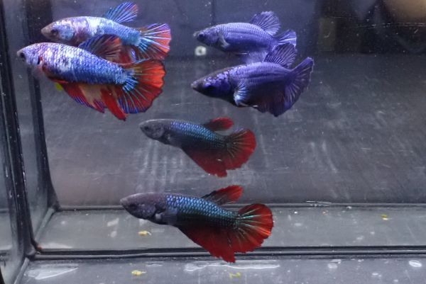 104<water-flap> betta female half moon 3 pcs set 