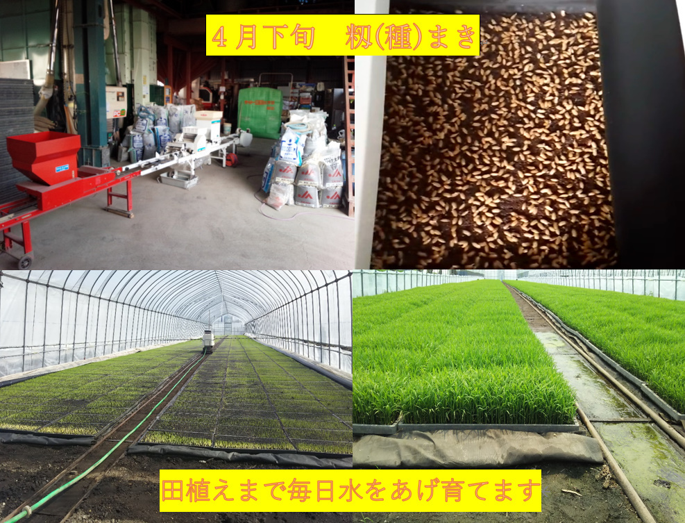 【送料無料】ゆめぴりか　１等米　玄米10キロ　特A北海道米　令和５年産　農家直送_画像5