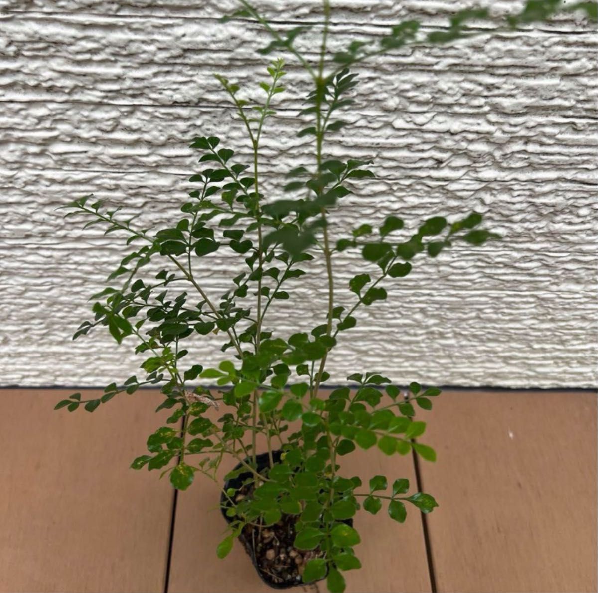 【シンボルツリー】シマトネリコ 小サイズ 庭木 観葉植物 苗ポットのまま発送