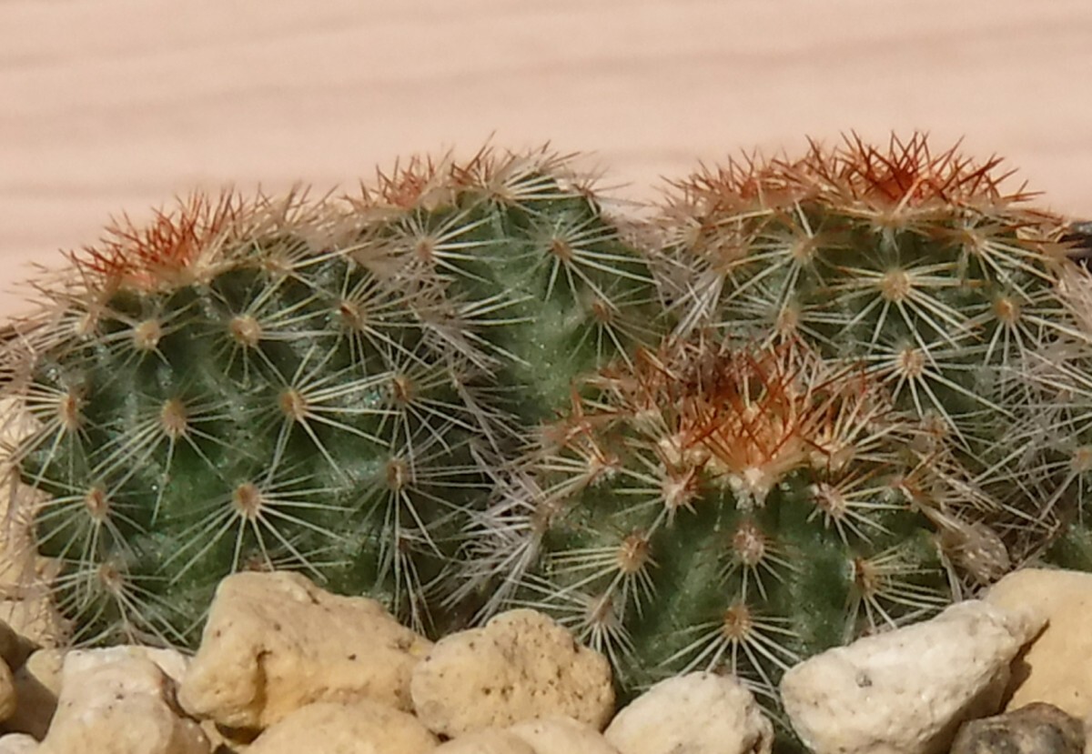 【種子を出品】◆　エキノケレウス 青花蝦 MN568 Echinocereus viridiflorus10粒/サボテン/矮性/芳香花_ずんぐりした小型青花蝦です