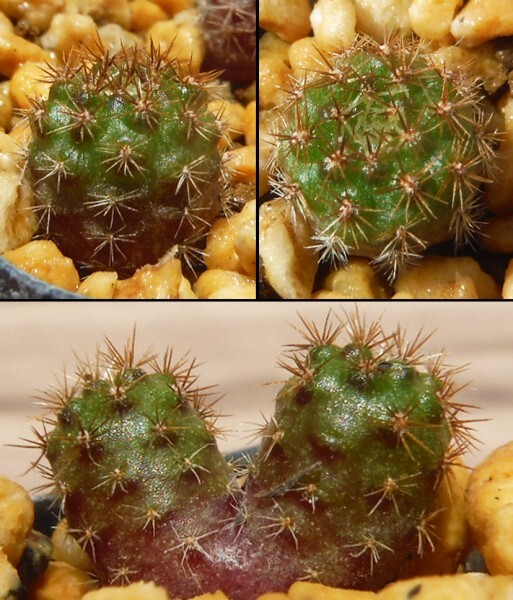 【種子を出品】◆　レブチア マンディンガエンシス HJ421 Rebutia mandingaensis 10粒/サボテン/艶グリーンの美種_幼苗期の光沢肌は見事です